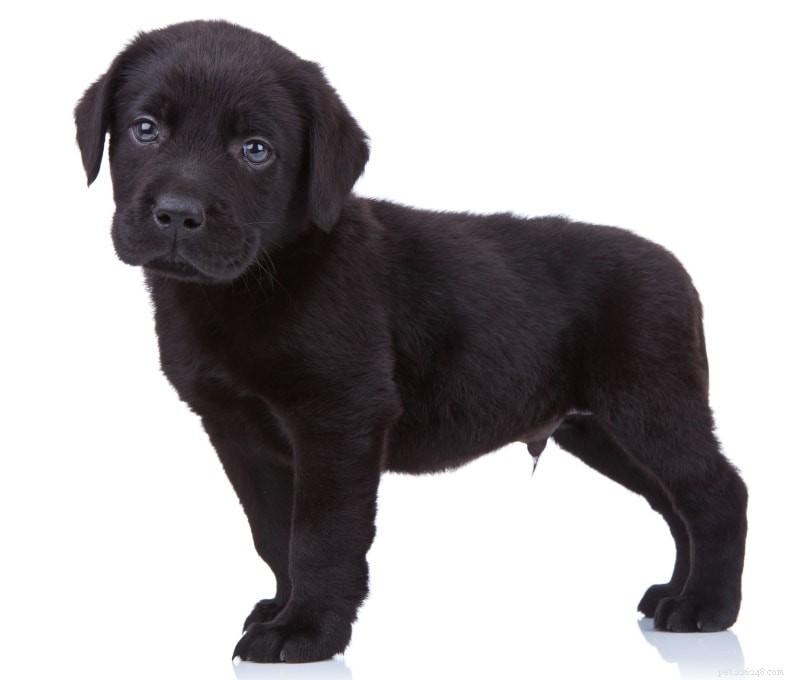 Labrador Retriever-puppy s te koop in Texas:fokkerslijst 2022