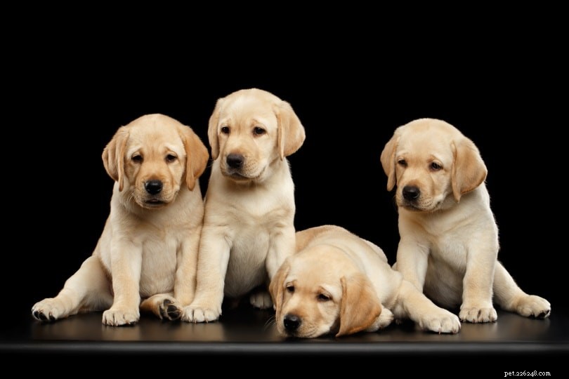래브라도 리트리버 강아지 판매:2022년 미국 브리더 목록