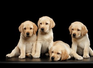 래브라도 리트리버 강아지 판매:2022년 미국 브리더 목록