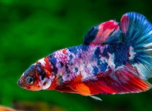 Koi Betta (Marble Betta)