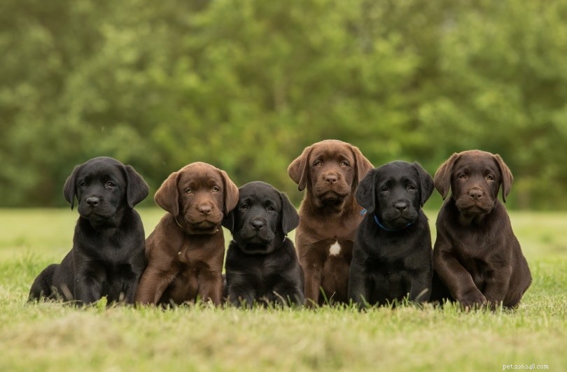 Labrador Retriever-puppy s te koop in New Jersey:fokkerslijst 2022