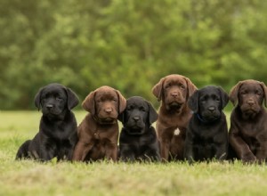 Štěňata labradorského retrívra na prodej v New Jersey:Seznam chovatelů 2022