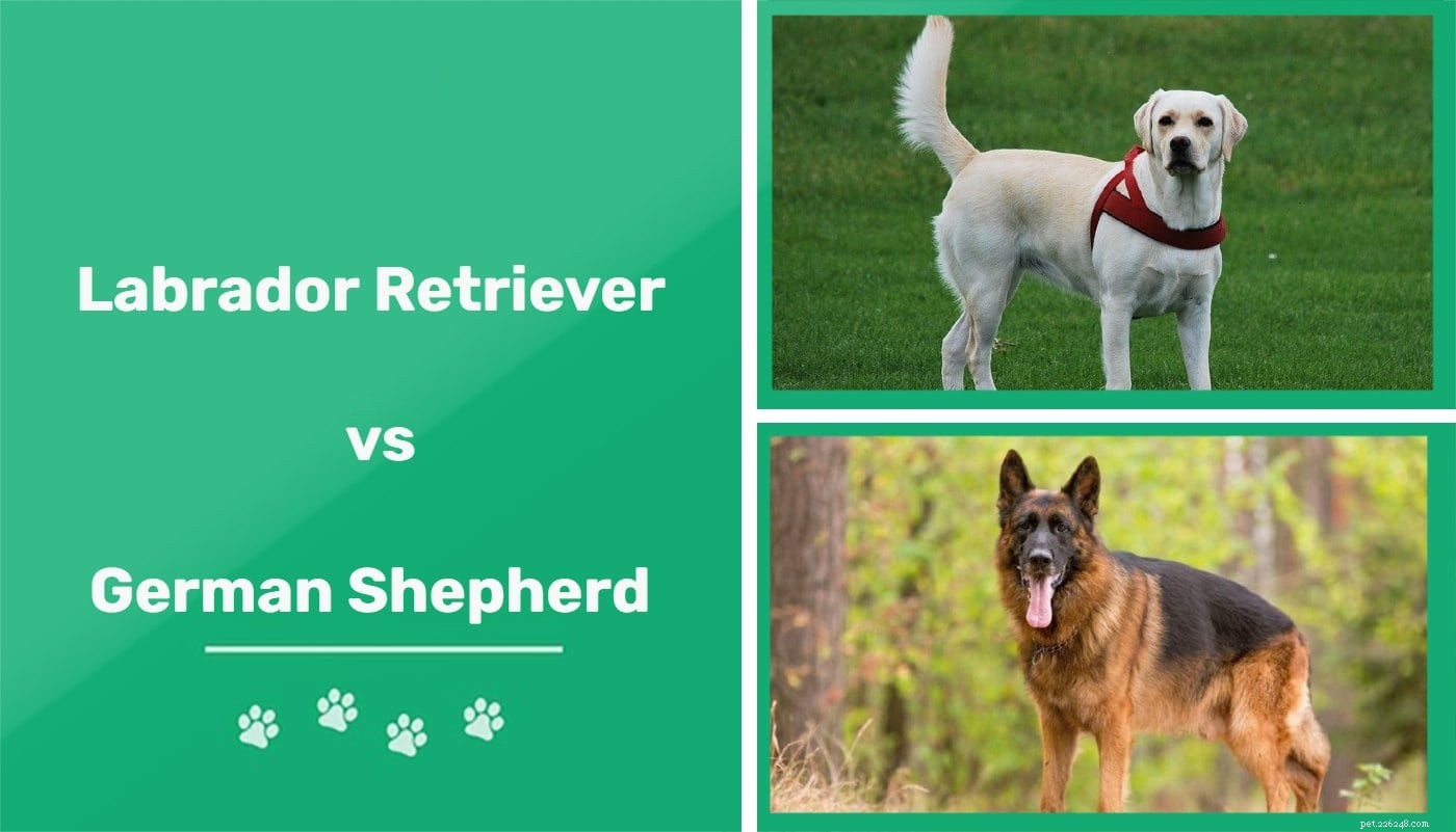 Labrador Retriever vs. Duitse herder:rasvergelijking
