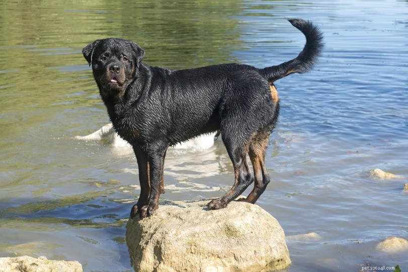 Os Rottweilers podem nadar (e eles gostam?)