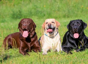 Štěňata labradorského retrívra na prodej v Minnesotě:Seznam chovatelů 2022