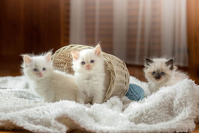 Ragdoll-kattungar till salu i Kalifornien:Breeders List 2022
