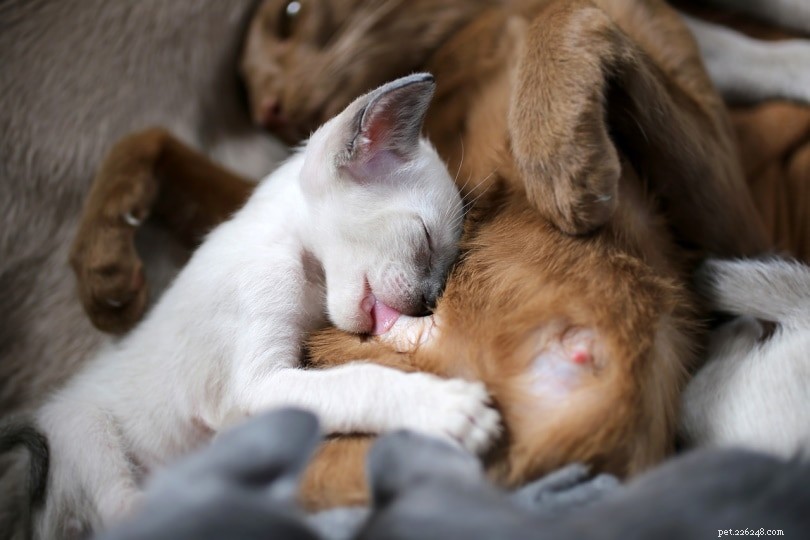 Quanti gattini sopravvivono solitamente in una cucciolata?