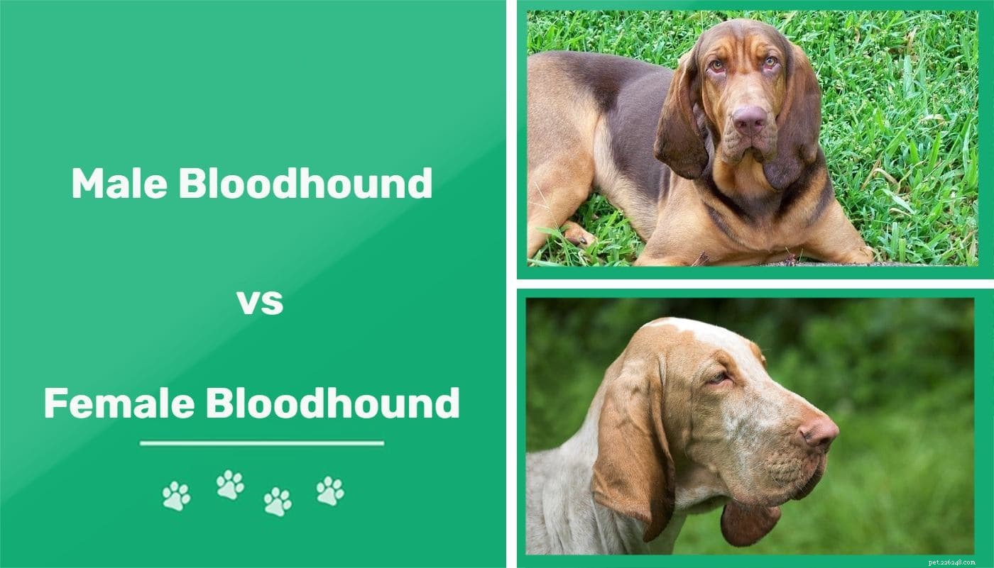 Manliga vs kvinnliga blodhundar:Vad är skillnaderna?