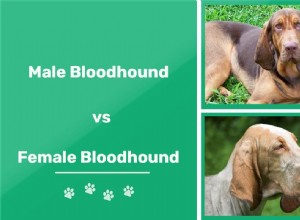 Samci a feny Bloodhoundů:Jaké jsou rozdíly?