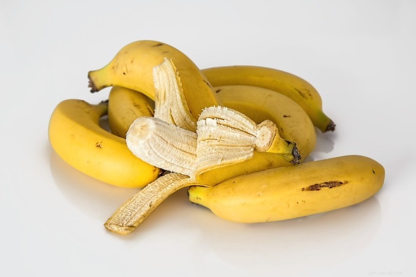 Kan leguaner äta bananer? Vad du behöver veta!