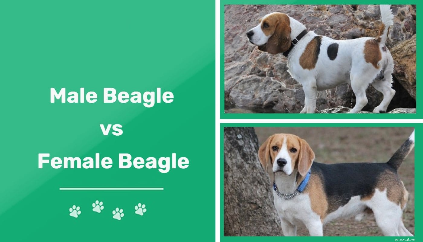 Beagles mâles et femelles :quelles sont les différences ?