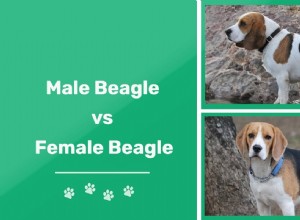 男性と女性のビーグル犬：違いは何ですか？ 