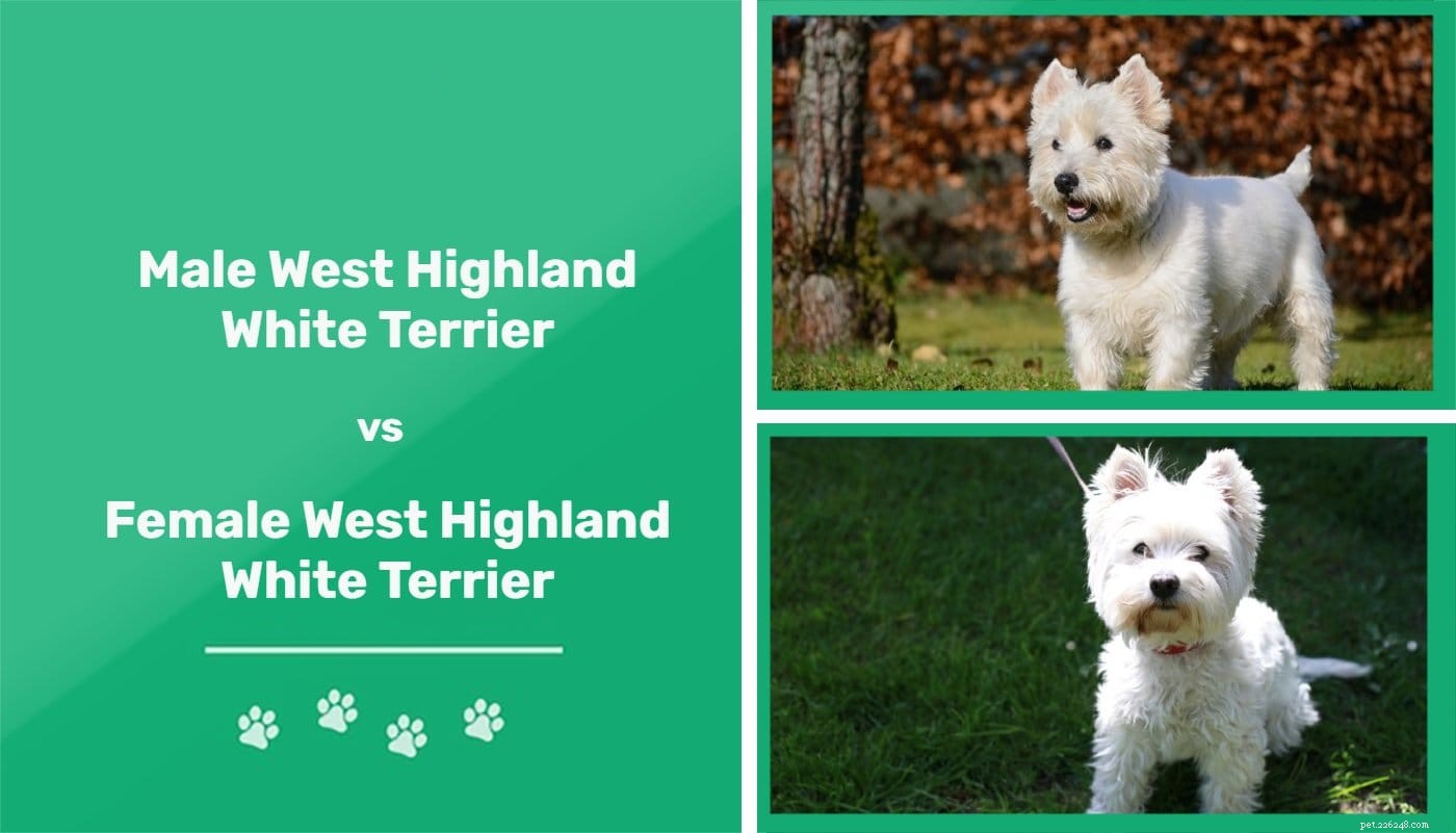 Mannelijke versus vrouwelijke West Highland White Terriers:wat zijn de verschillen?