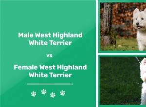 Samci vs samice West Highland White teriérů:Jaké jsou rozdíly?