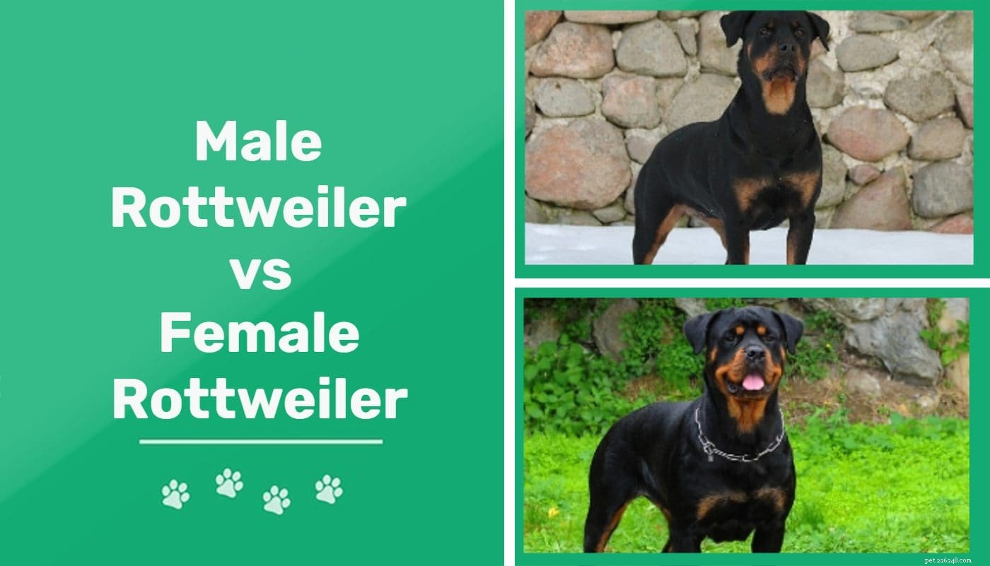 Rottweilers machos e fêmeas:quais são as diferenças?