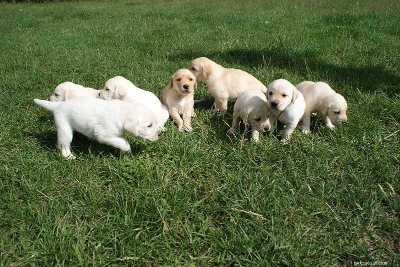 Labrador retrievervalpar till salu i Louisiana:Breeders List 2022