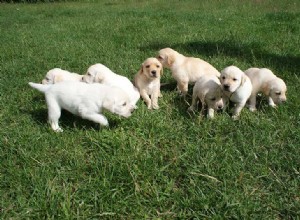 Štěňata labradorského retrívra na prodej v Louisianě:Seznam chovatelů 2022