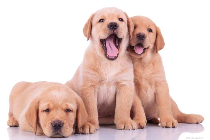 Labrador Retriever-puppy s te koop in Georgië:fokkerslijst 2022