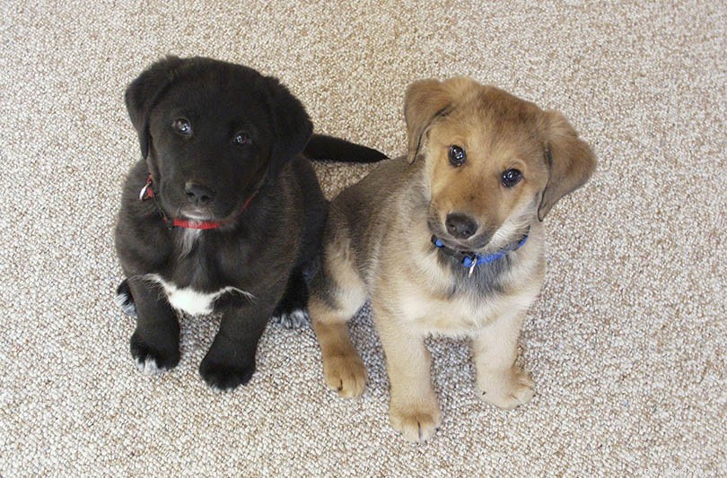 위스콘신에서 판매되는 래브라도 리트리버 강아지:2022년 사육자 목록