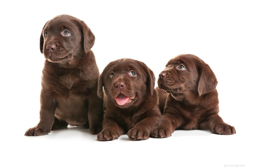 코네티컷에서 판매되는 래브라도 리트리버 강아지:2022년 사육자 목록