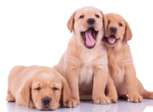 미시간에서 판매되는 래브라도 리트리버 강아지:2022년 사육자 목록