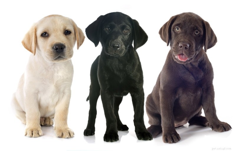 Labrador Retriever-puppy s te koop in Washington:Fokkerslijst 2022