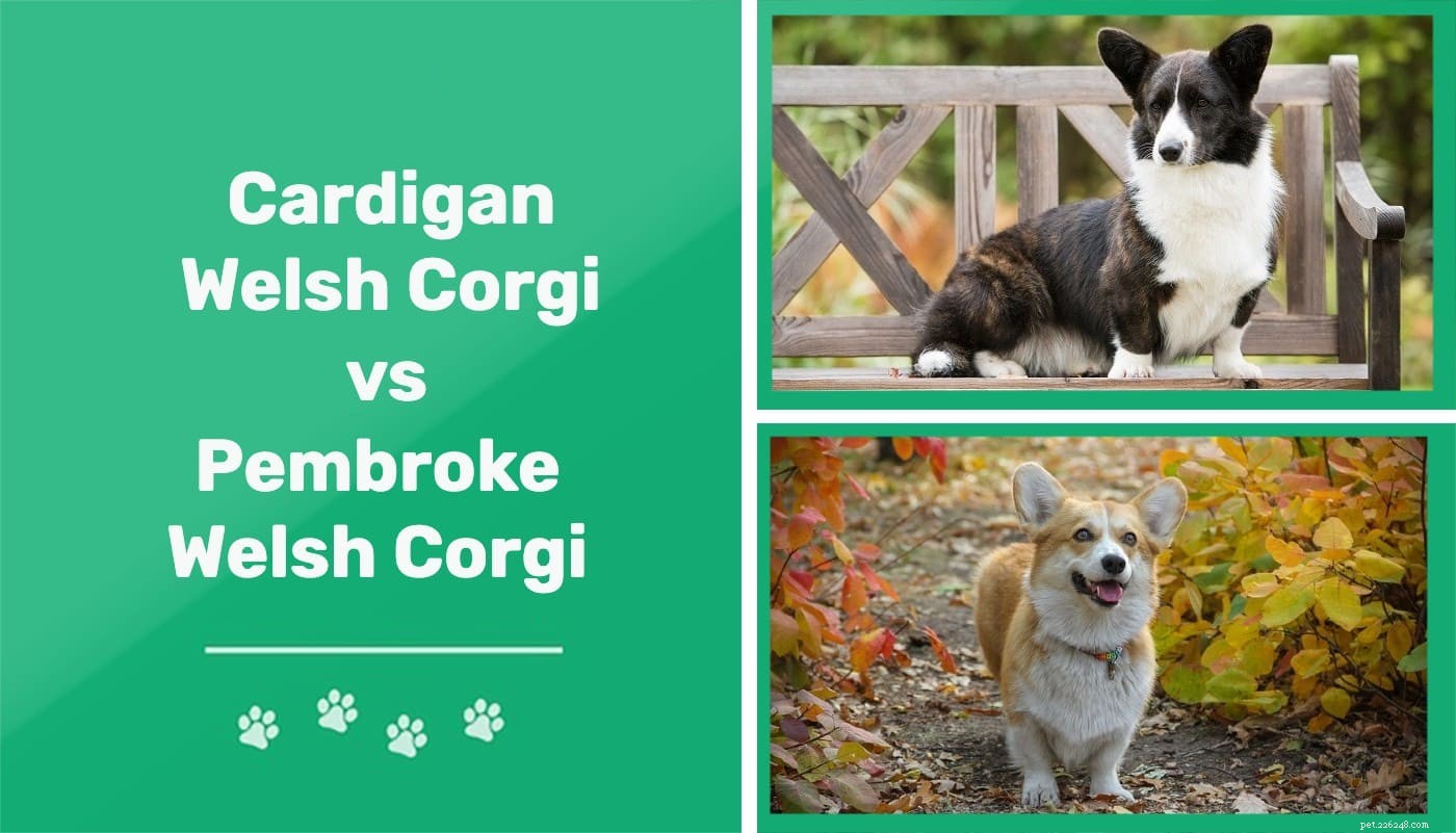 Cardigan Welsh Corgi vs Pembroke Welsh Corgi:de twee soorten corgi s