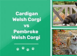 Cardigan Welsh Corgi vs Pembroke Welsh Corgi:Dva typy Corgiů