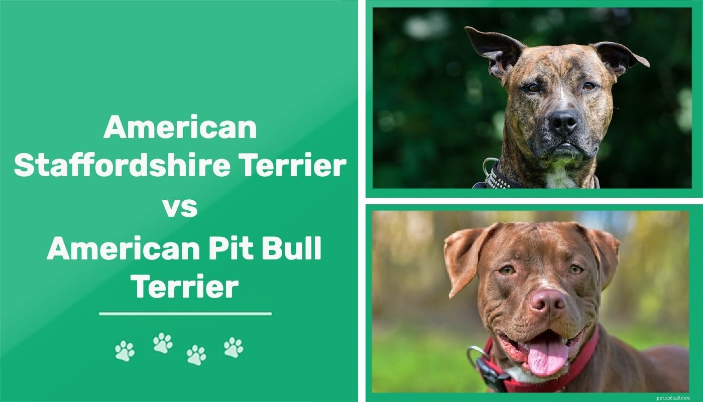 American Staffordshire Terrier x Pit Bull:qual é a diferença?