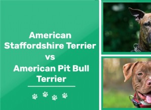 Americký stafordšírský teriér vs. Pit Bull:Jaký je rozdíl?