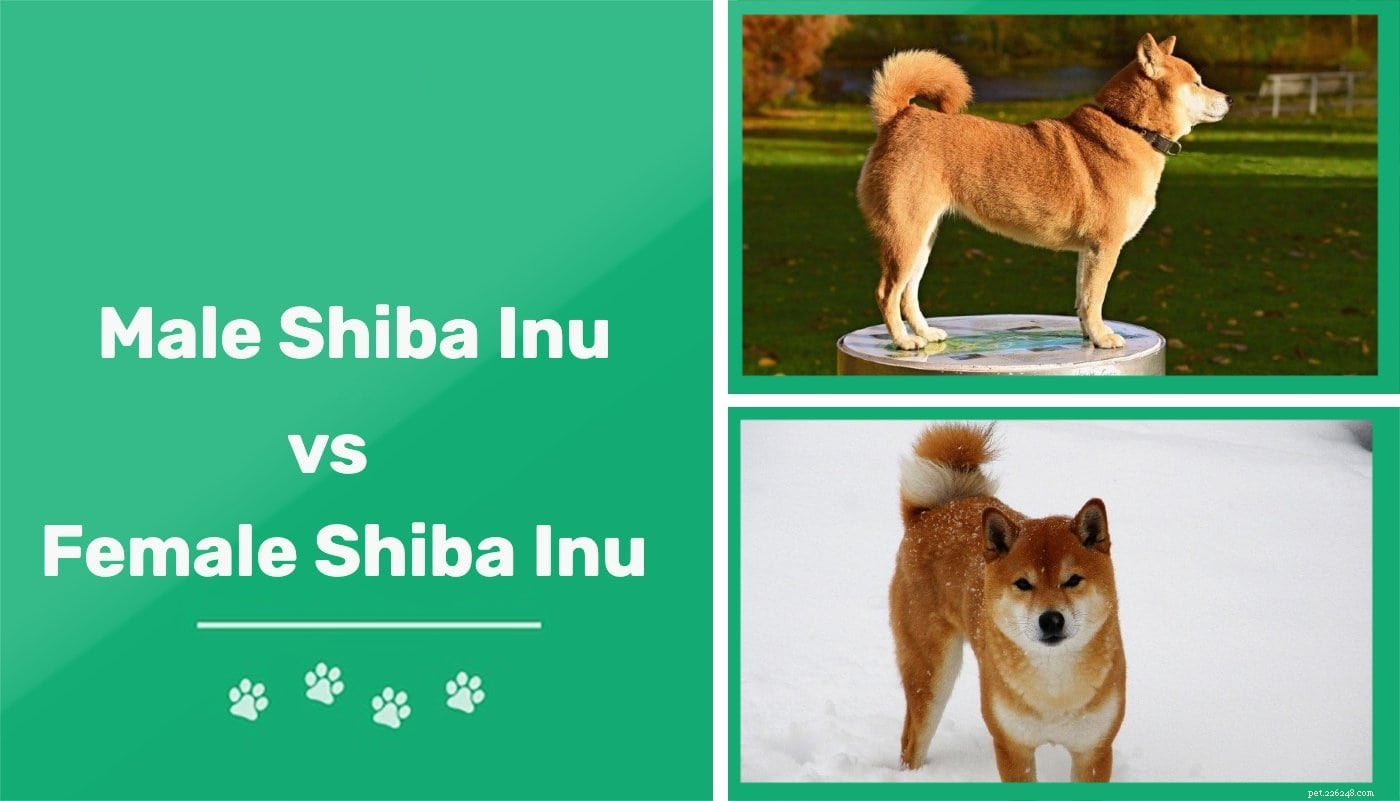 Man vs. Kvinna Shiba Inu:Vilka är skillnaderna?