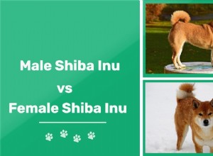 Muž vs. žena Shiba Inu:Jaké jsou rozdíly?