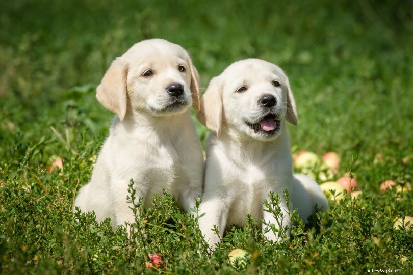 영국에서 판매되는 래브라도 리트리버 강아지:2022년 사육자 목록
