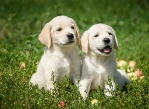 영국에서 판매되는 래브라도 리트리버 강아지:2022년 사육자 목록