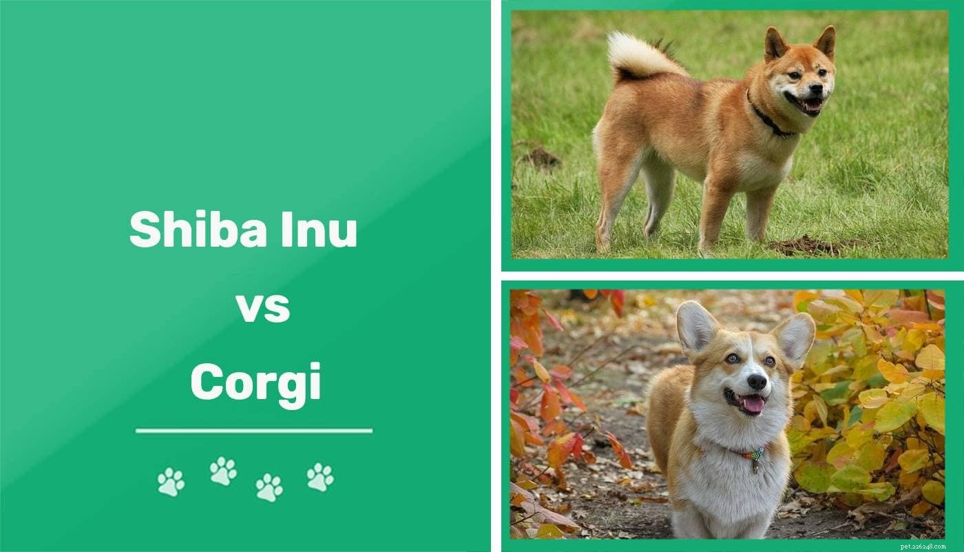 Shiba Inu vs. Corgi:rasvergelijking