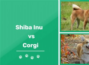 Shiba Inu vs. Corgi:Srovnání plemen