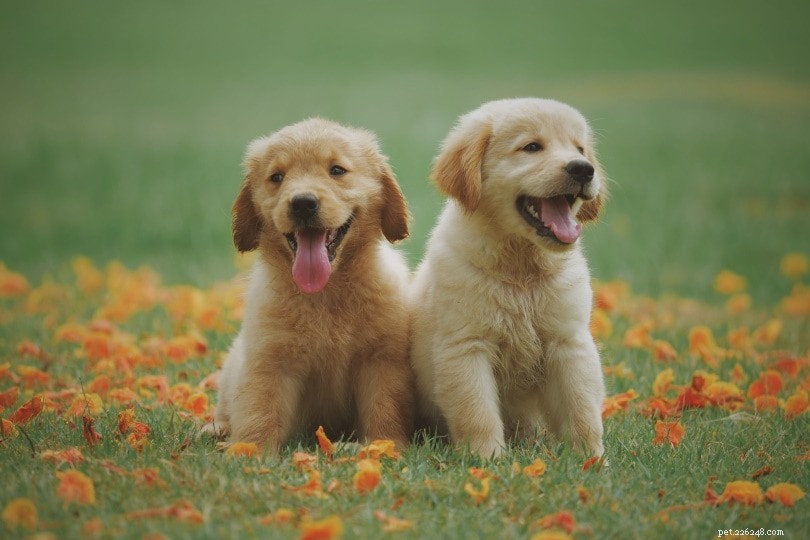 Labrador Retriever-puppy s te koop in Californië:fokkerslijst 2022