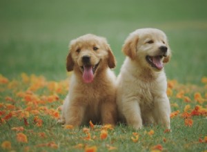 캘리포니아에서 판매되는 래브라도 리트리버 강아지:사육자 목록 2022 