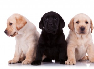 펜실베니아에서 판매되는 래브라도 리트리버 강아지:2022년 사육자 목록