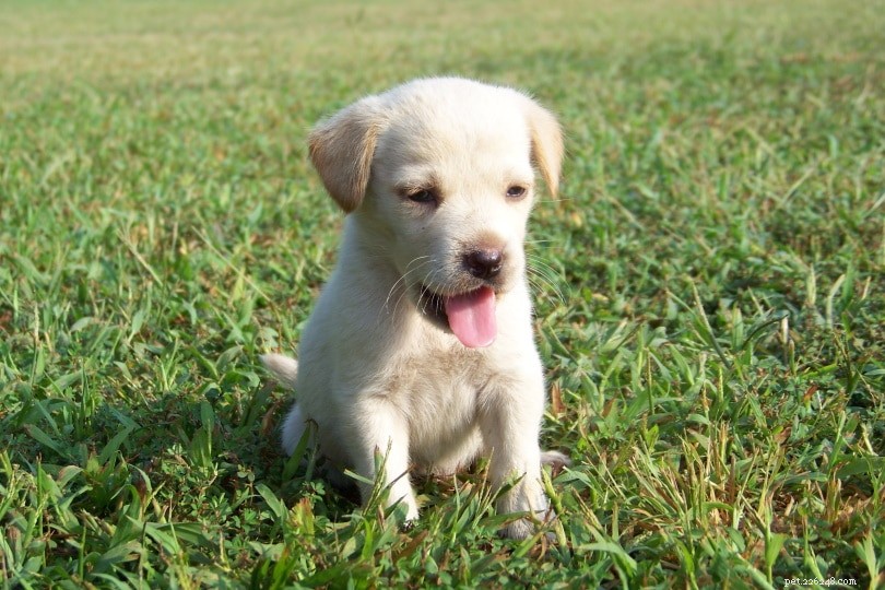 Labrador Retriever-puppy s te koop in Kentucky:fokkerslijst 2022