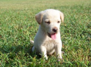 ケンタッキー州で販売されているラブラドールレトリバーの子犬：ブリーダーリスト2022