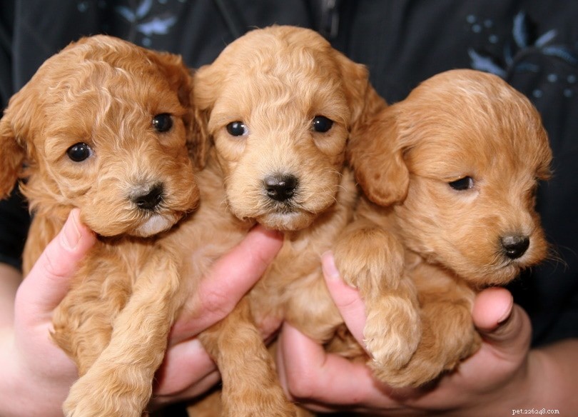 Labrador Retriever-puppy s te koop in Arkansas:fokkerslijst 2022