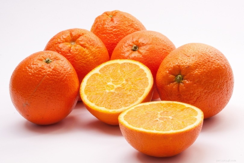 Kan Conures äta apelsiner? Allt du behöver veta!