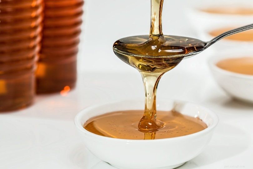 オウムは蜂蜜を食べることができますか？知っておくべきことは次のとおりです。 