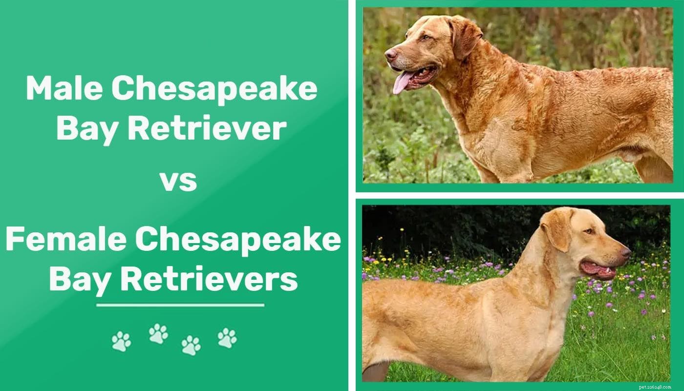 Chesapeake Bay Retriever maschi e femmine:quali sono le differenze?