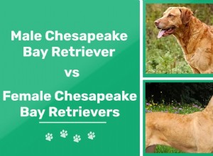 Muž vs samice Chesapeake Bay retrívrů:Jaké jsou rozdíly?