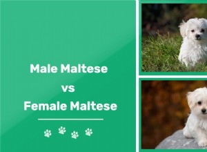 Мальтийцы мужского и женского пола:в чем разница?