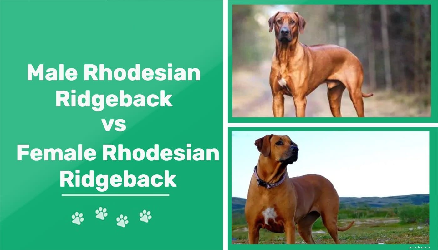 Man versus vrouw Rhodesian Ridgeback:wat is het verschil?