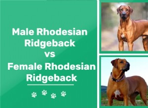 Muž a žena Rhodéský ridgeback:Jaký je rozdíl?