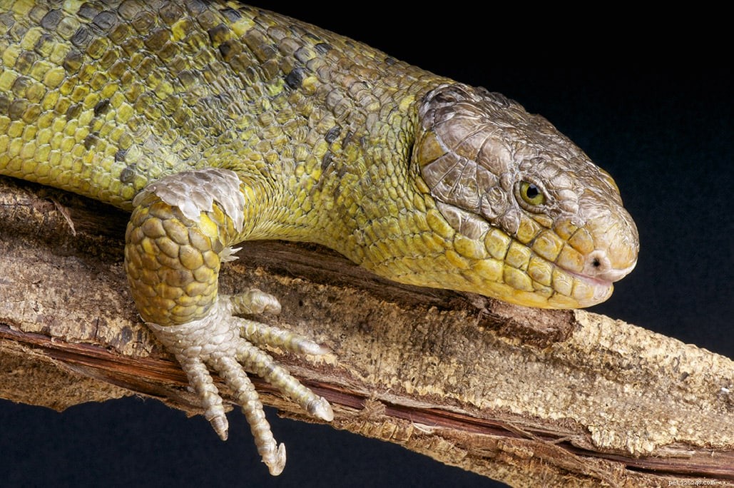 Hur man hittar en ansvarsfull reptiluppfödare:Tips och frågor att ställa
